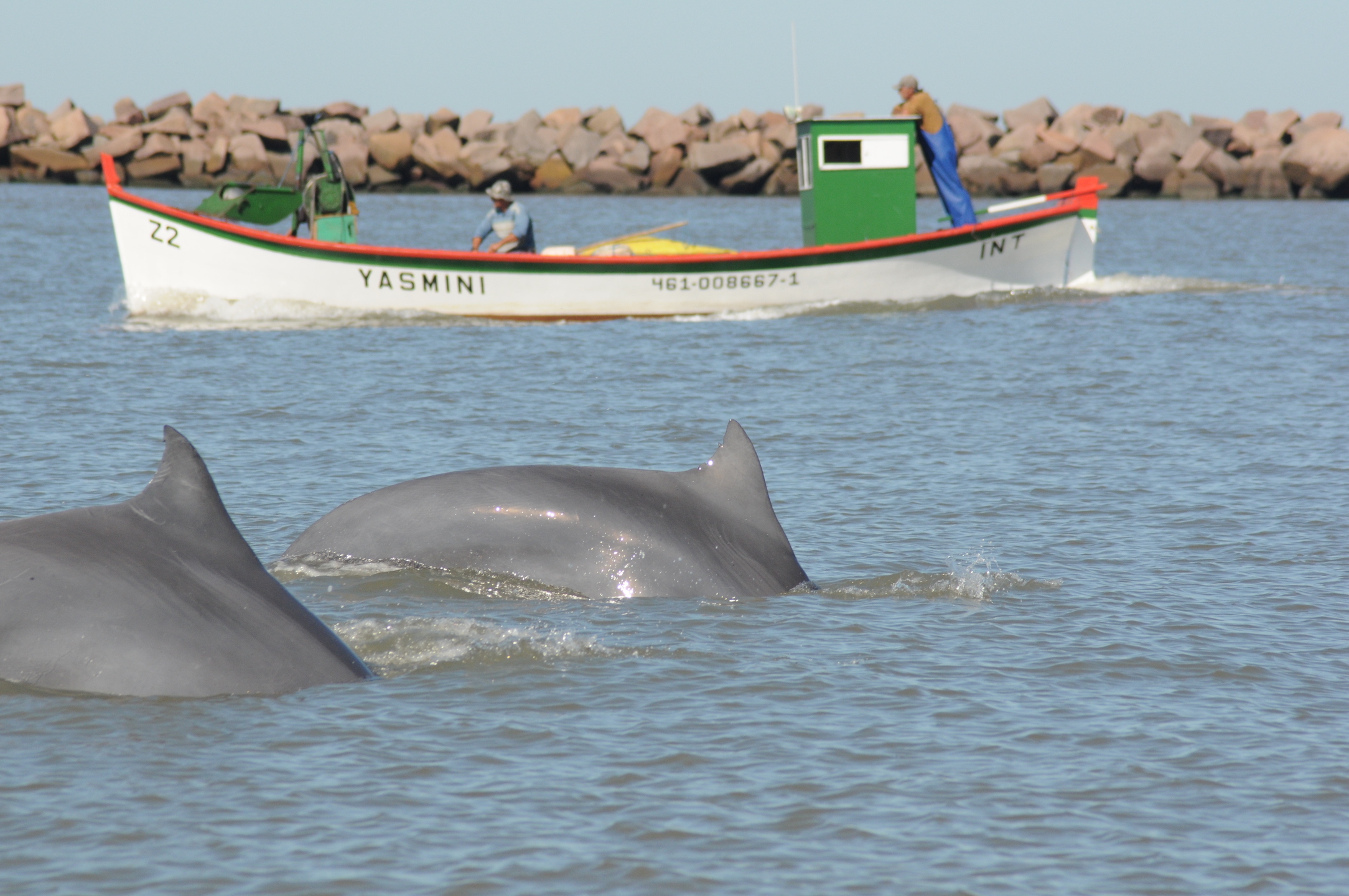 Lahille's bottlenose dolphins swim alongside local fishers