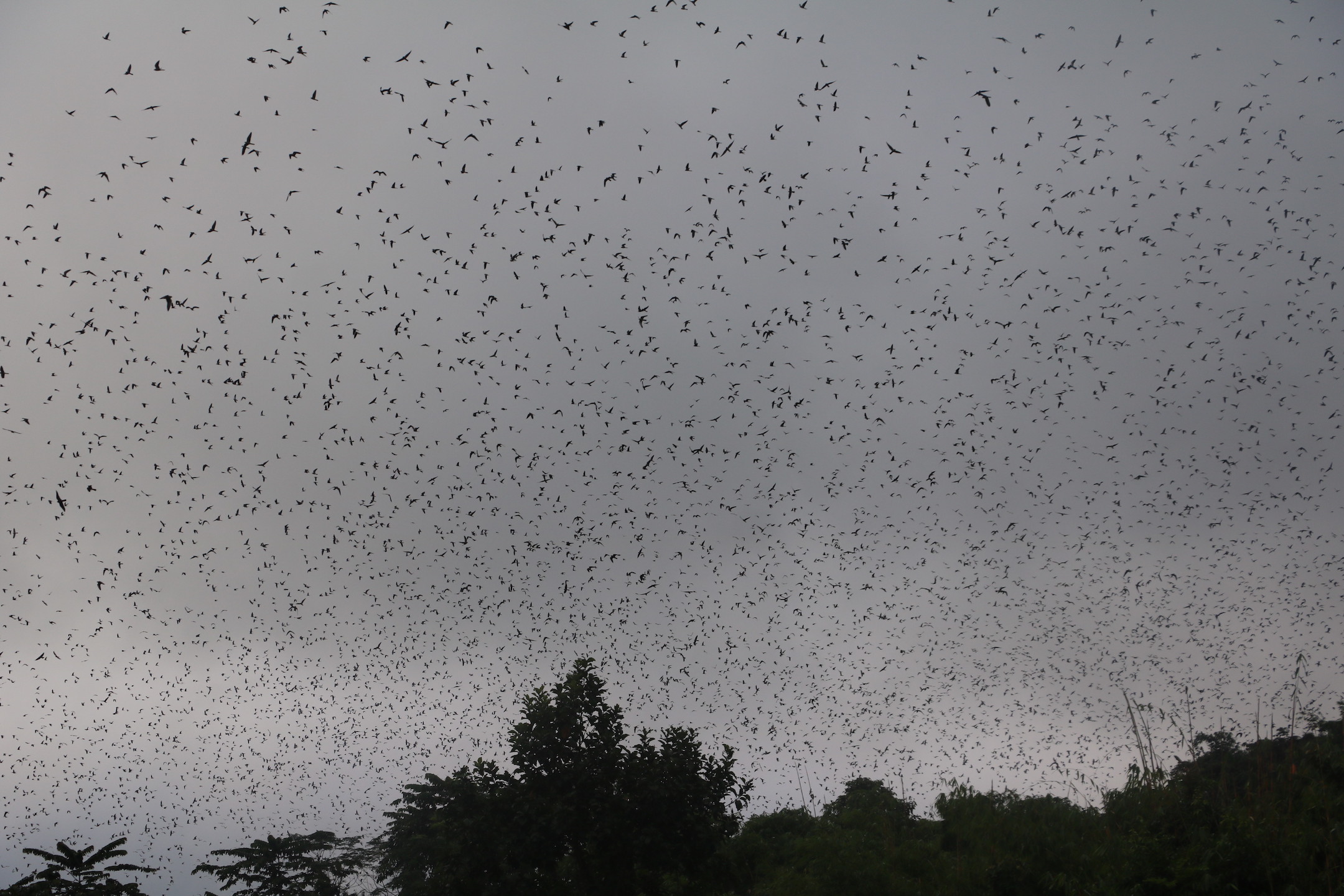 Flagship species - Amur Falcons in Yaongyimchen