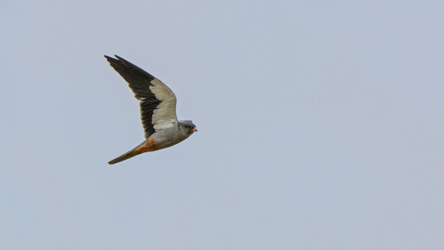 Flagship species - Amur Falcon CREDIT Dylan Vasapolli - Birding Ecotours
