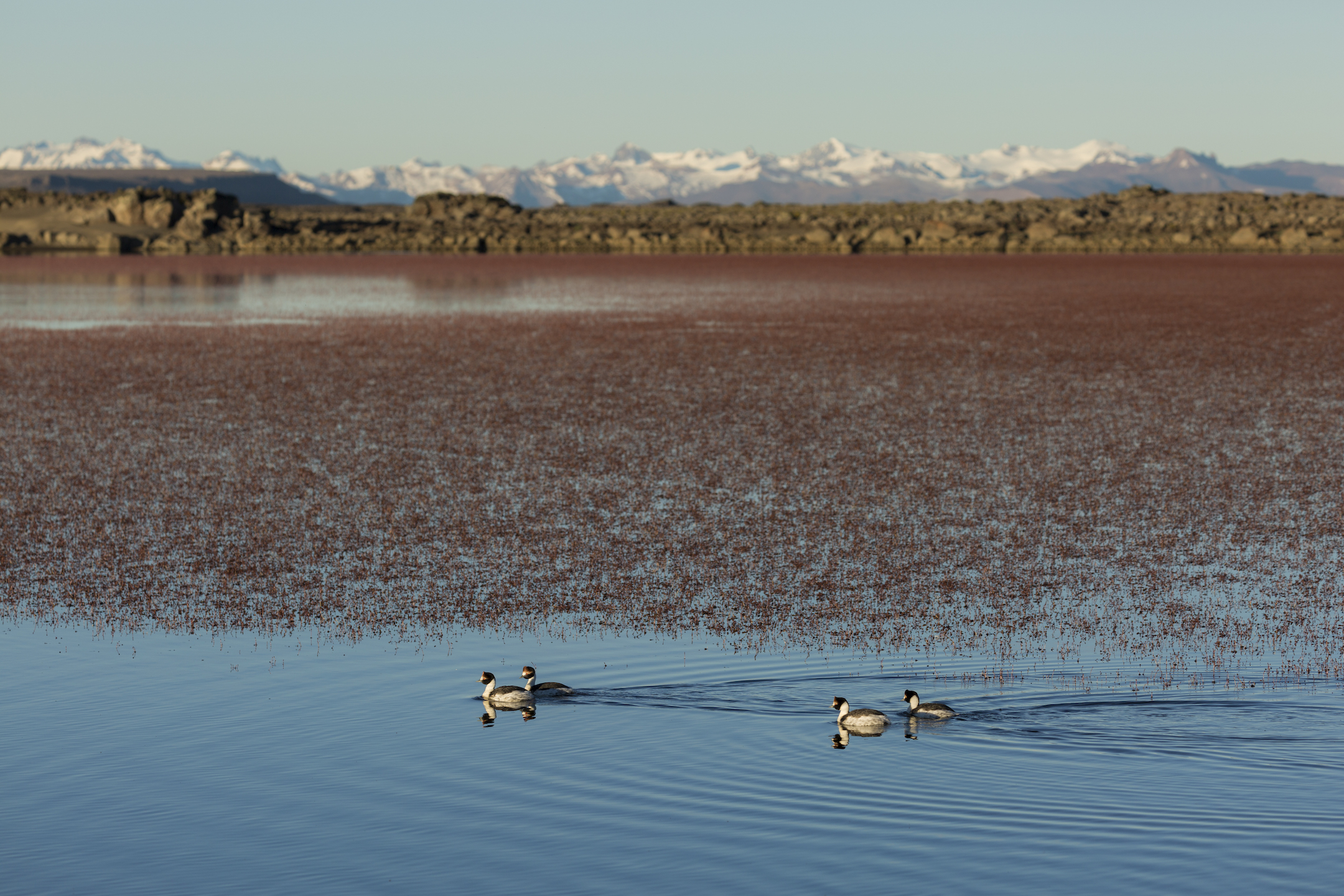 Hooded Grebes at a breeding lake on the high plateaus CREDIT Ugo Mellone