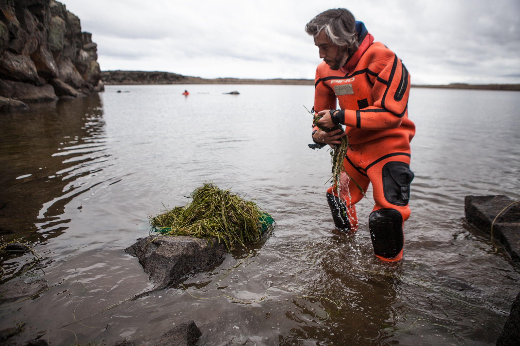 Constructing Hooded Grebe breeding platforms