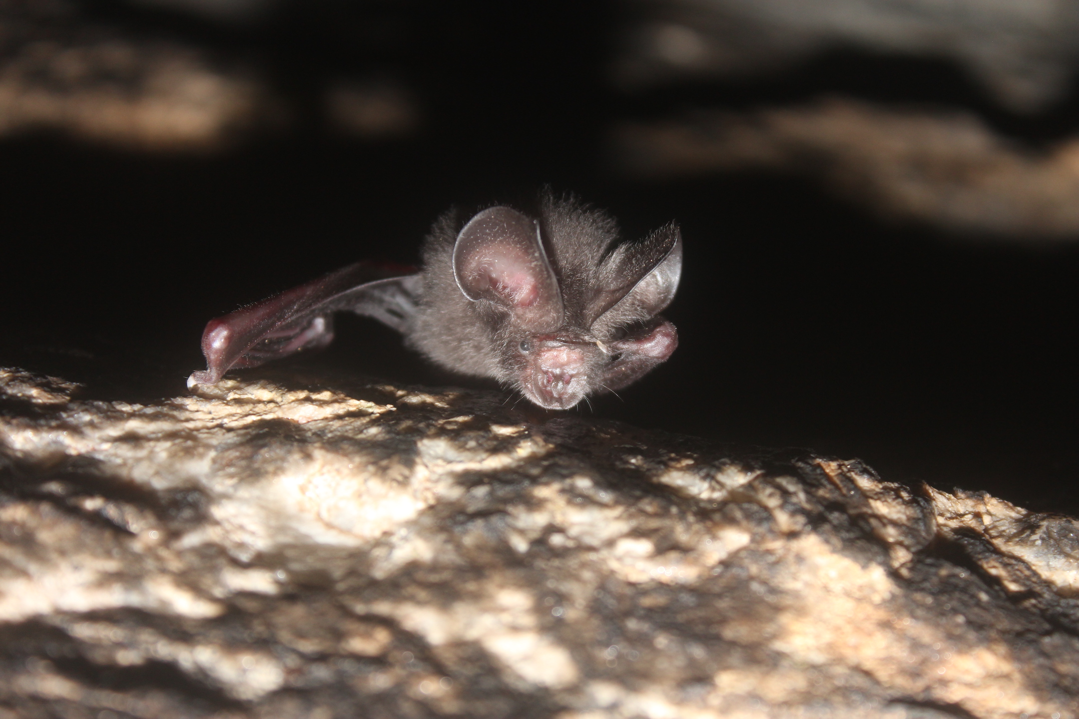 Juvenile short-tailed roundleaf bat at cave entrance