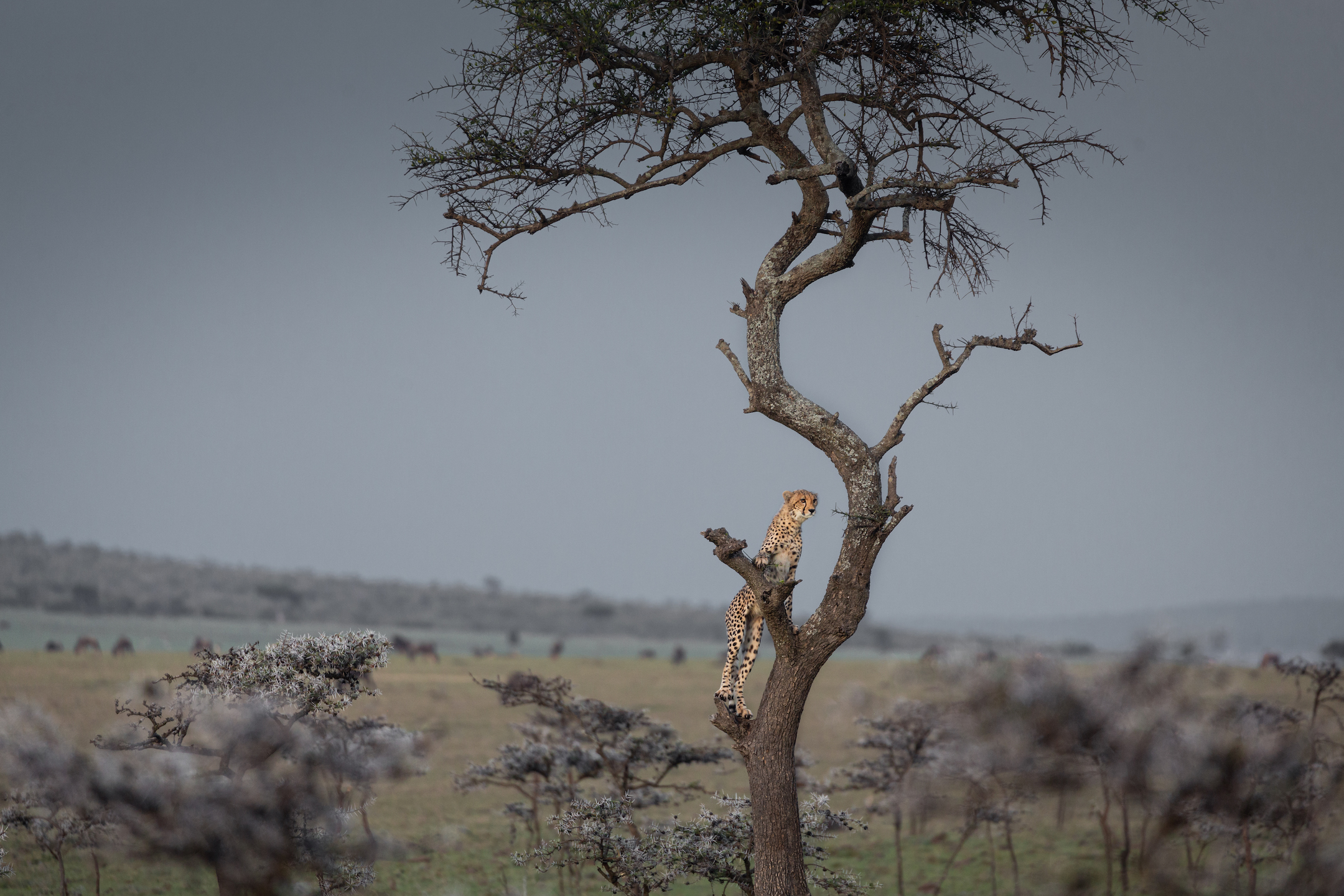 Cheetah up a tree CREDIT Johann Vorster (Vossie)