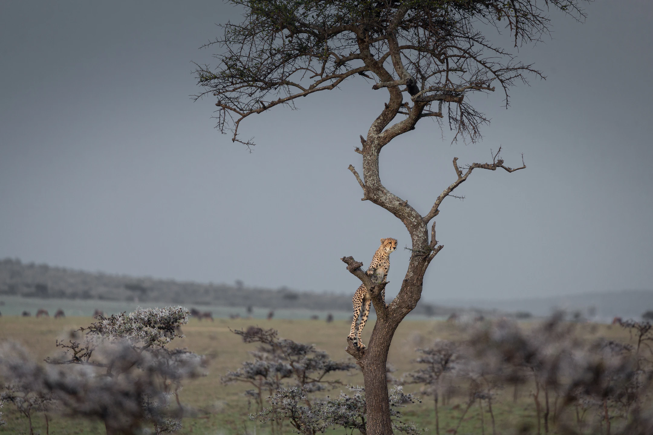 Cheetah up a tree CREDIT Johann Vorster (Vossie)