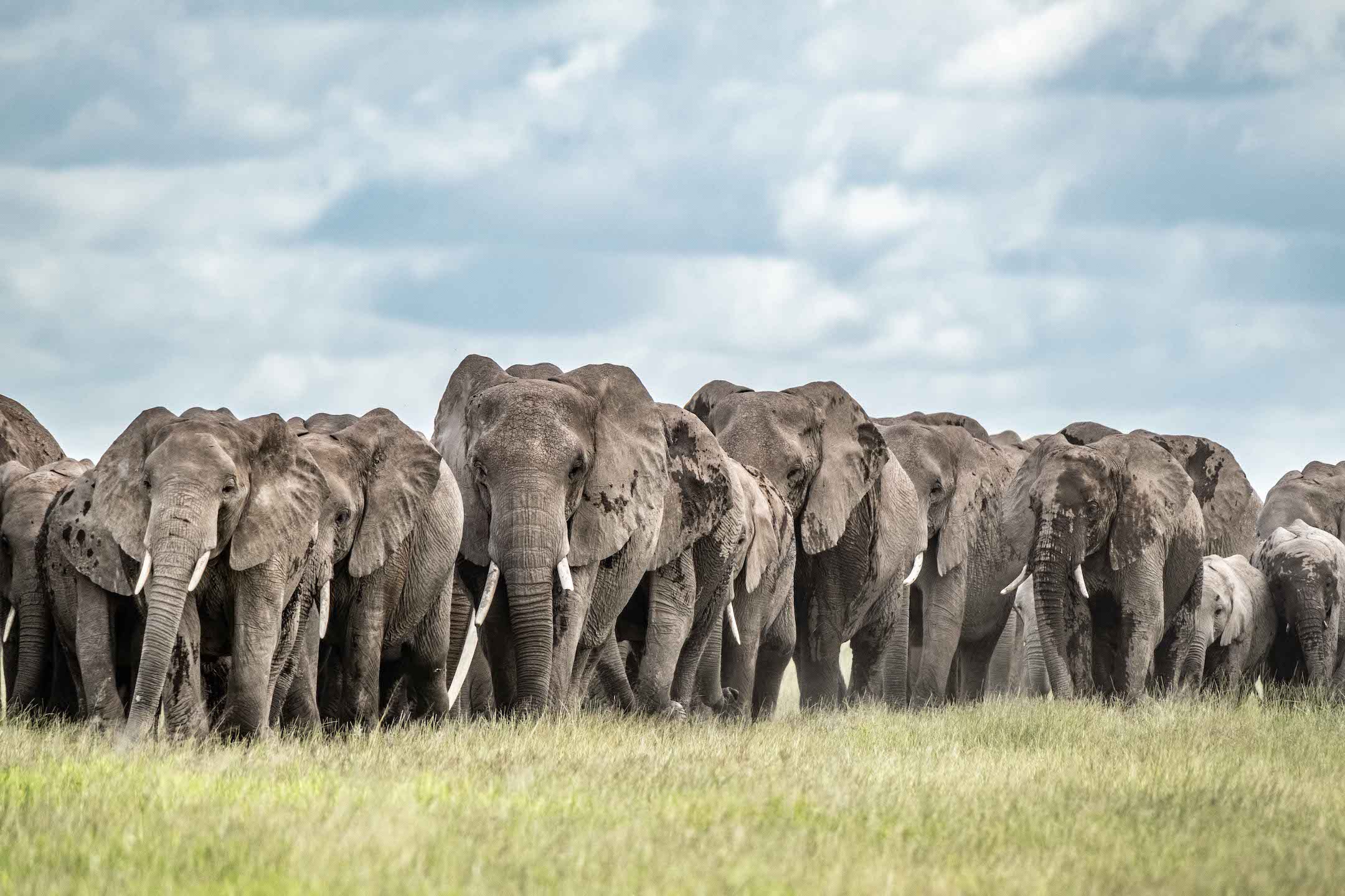 Card image for Paula Kahumbu