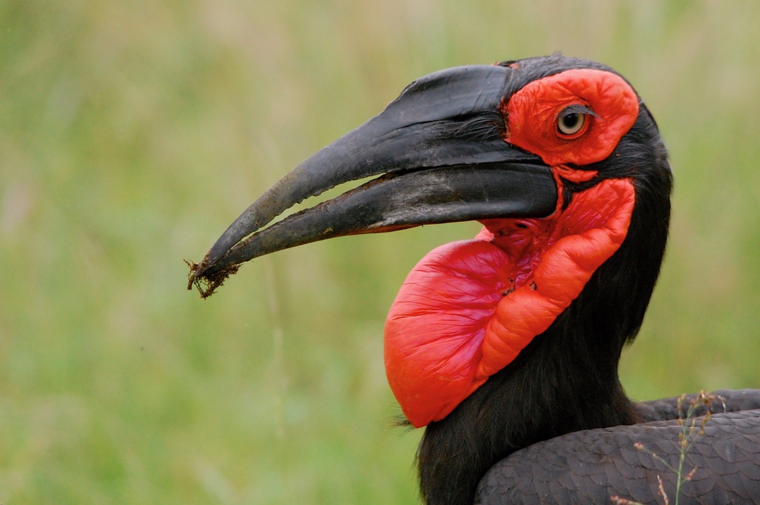Southern Ground-hornbill CREDIT Ben Jobson - BirdLife International