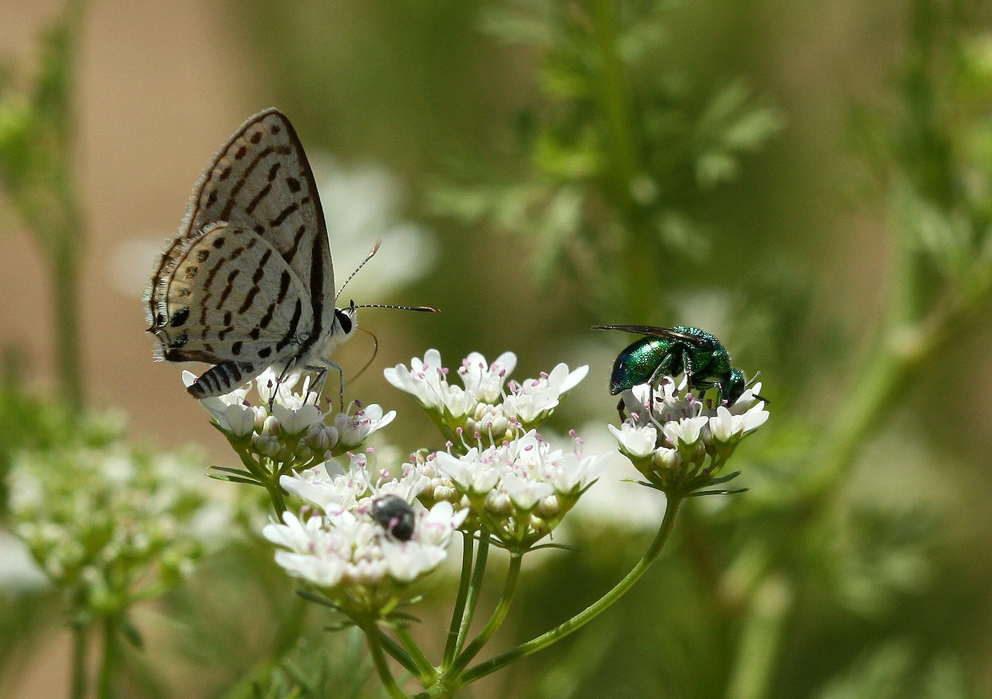 Insects protected by Whitley Gold Award winner Dino Martins in Africa