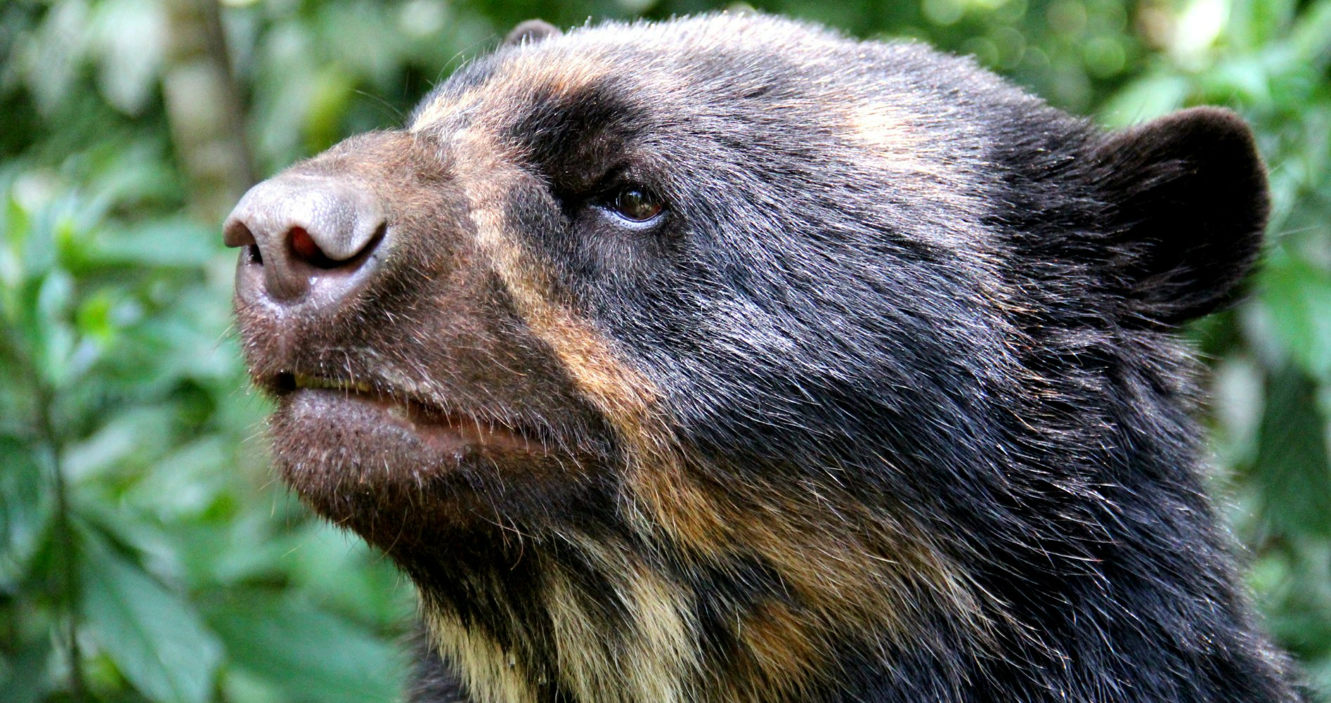 Whitley Award winner Ximena Velez-Liendo is conserving the Andean bear in Bolivia