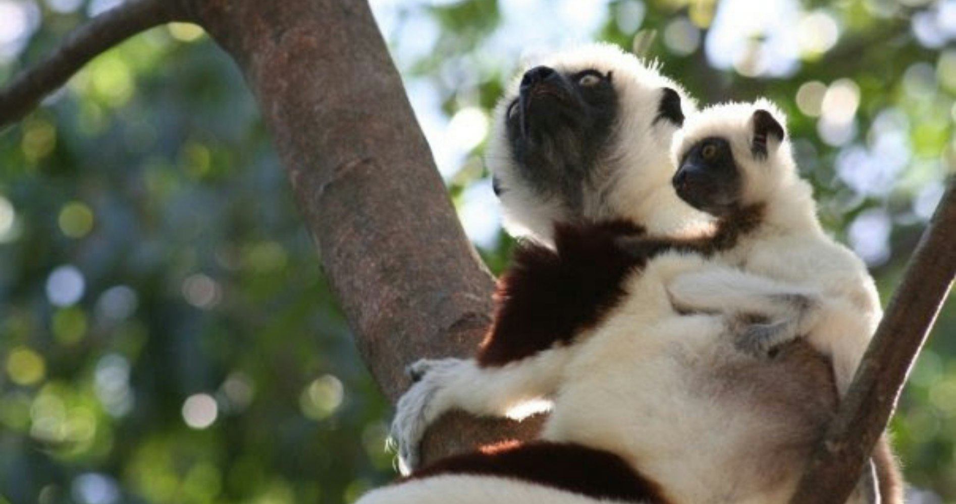 Whitley Award winner Josia Razafindramanana is conserving the dancing lemur in Madagascar