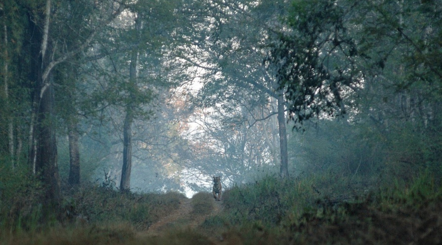 Whitley_Award_winner_Sanjay_Gubbi_Tiger_In_Forest_India
