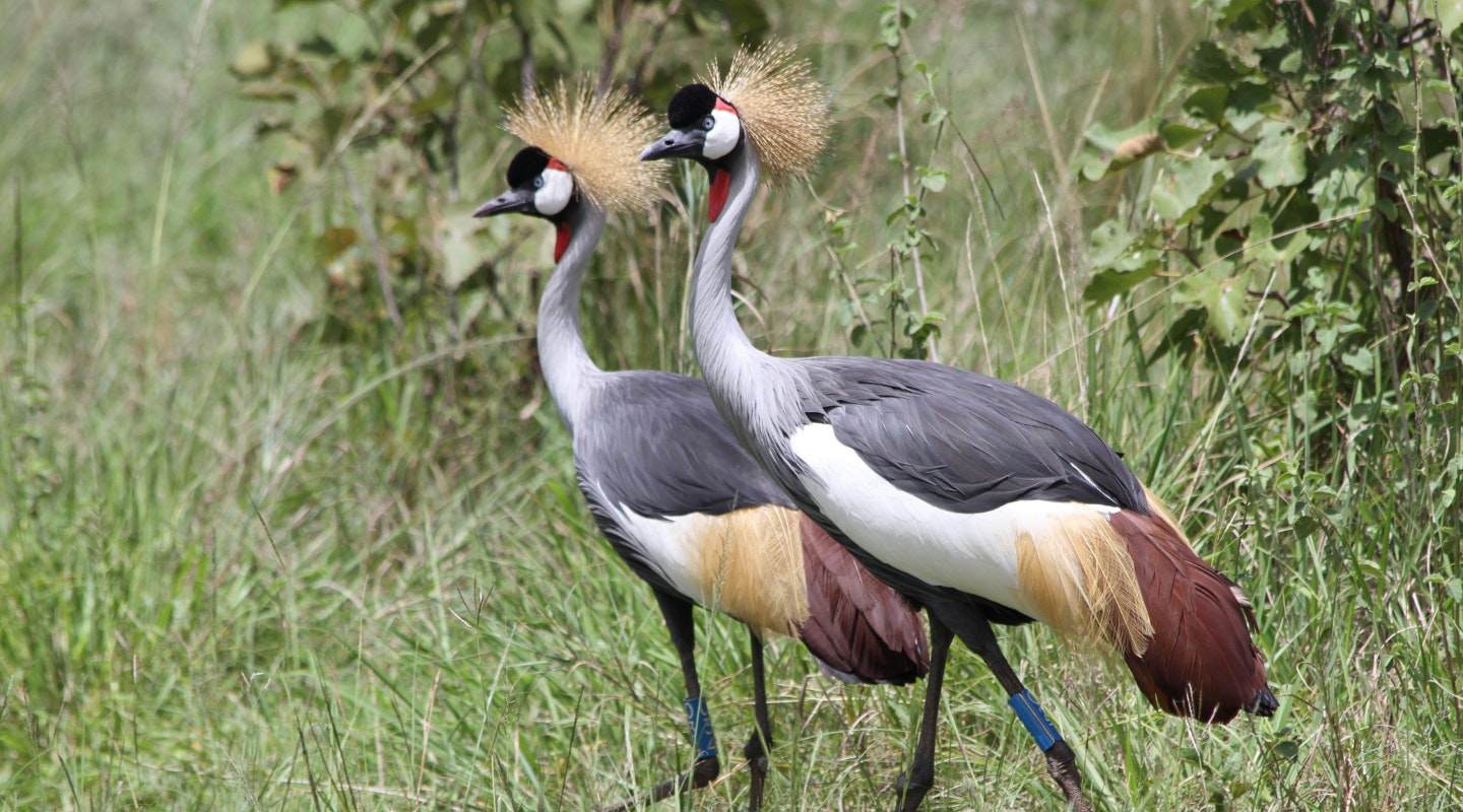 Whitley_Award_winner_Olivier_Nsengimana_Grey_Crowned_Crane_In_Rwanda