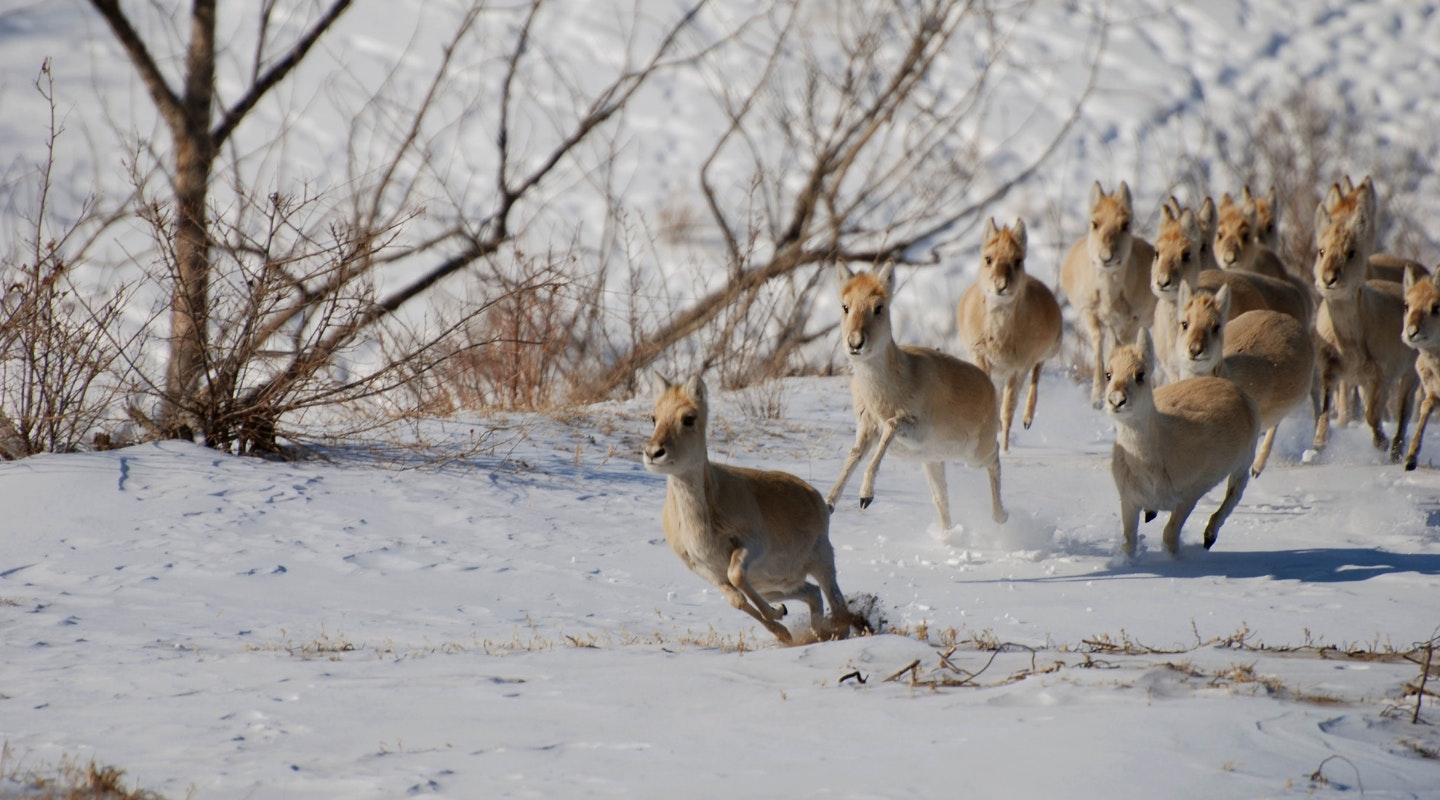 Whitley_Award_winner_Vadim_Kirilyuk_Mongolian_Gazelle_In_Russia