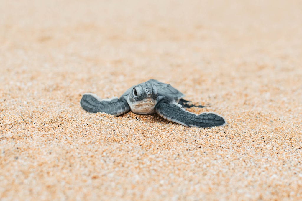 Whitley Award winner Estrela Matilde conserves sea turtles