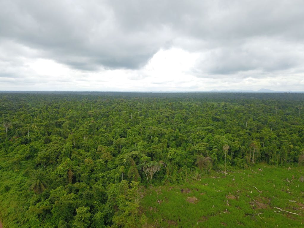 Ise Forest