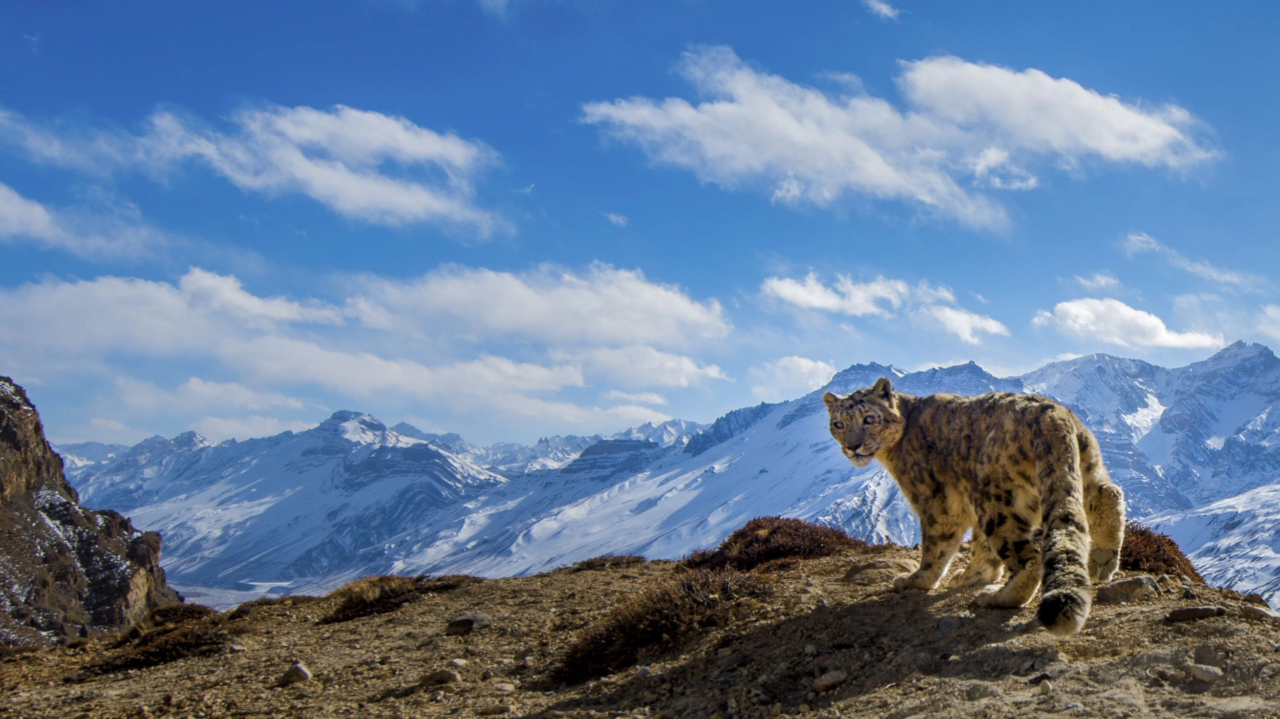 Whitley Award Winners Put Snow Leopards and Biodiversity on the Agenda ...