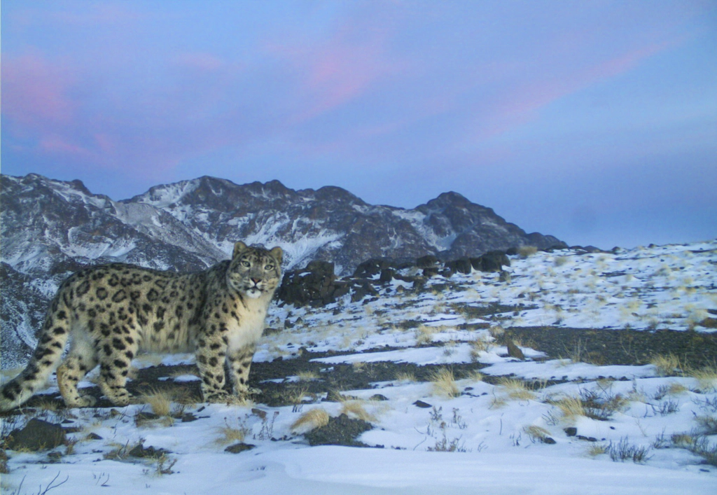 Whitley Award Winners Put Snow Leopards and Biodiversity on the Agenda ...