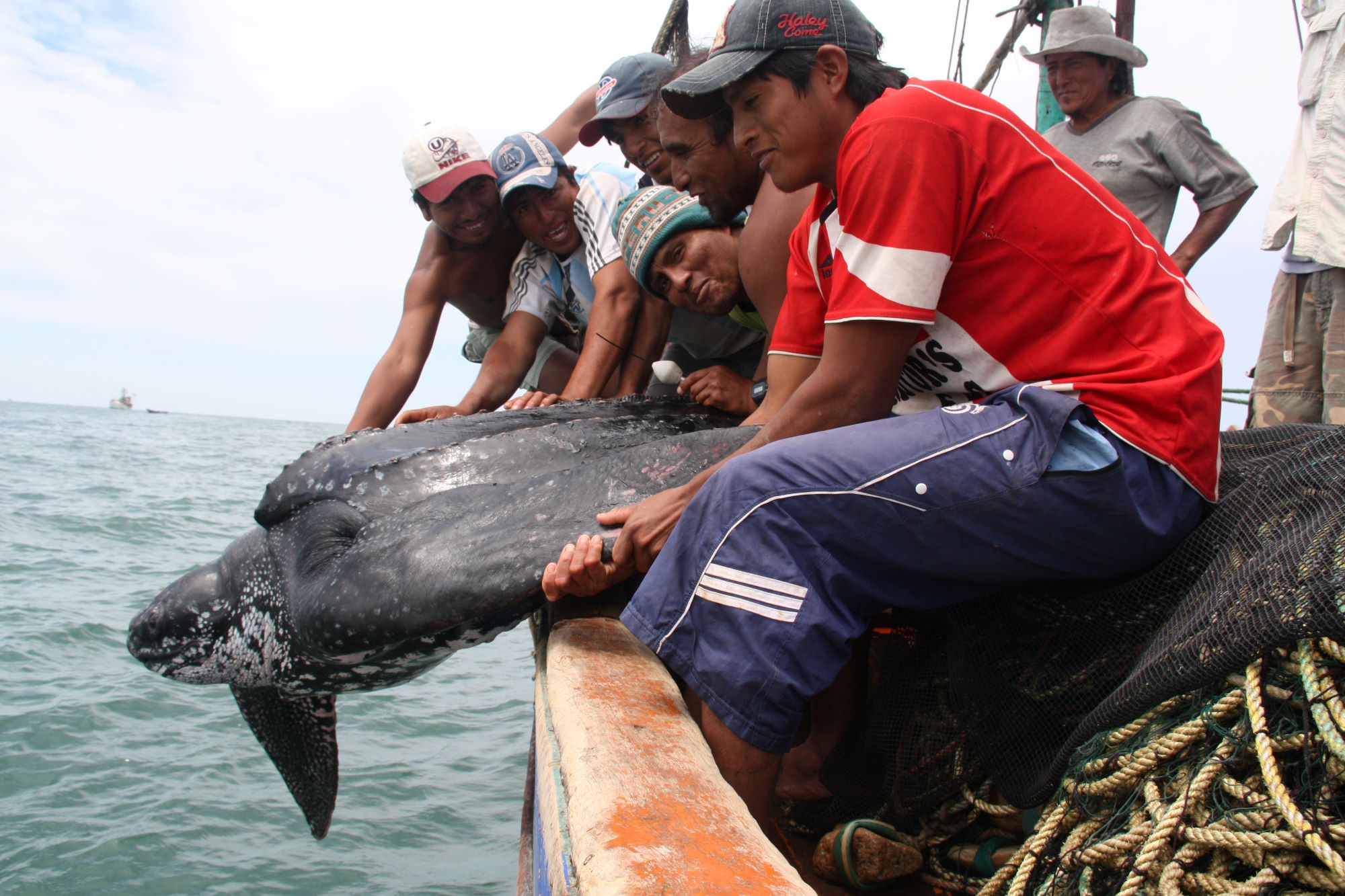 Community conservationists  returning a leatherback sea turtle to the ocean.