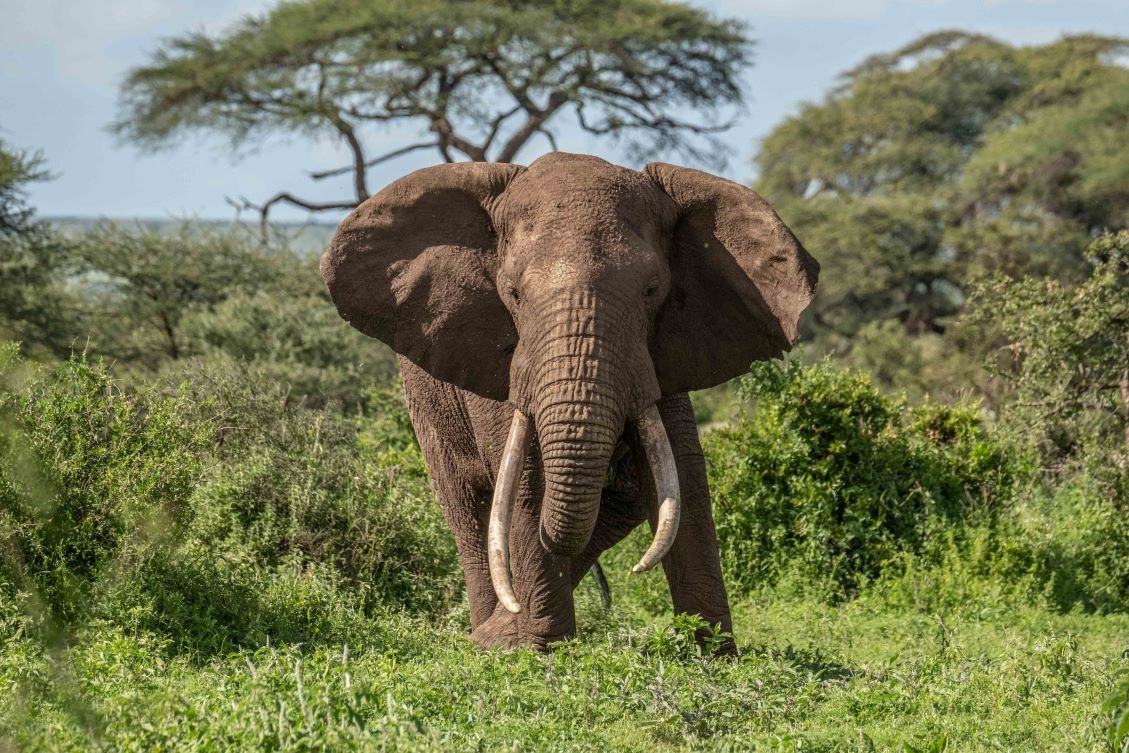Kahumbu_elephant_Kenya_big Tusker in forest