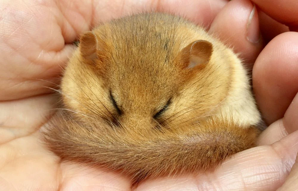 Hazel-dormouse.