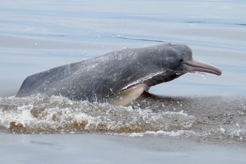 Trujillo_Dolphin_Columbia_Wetland-and-freshwater