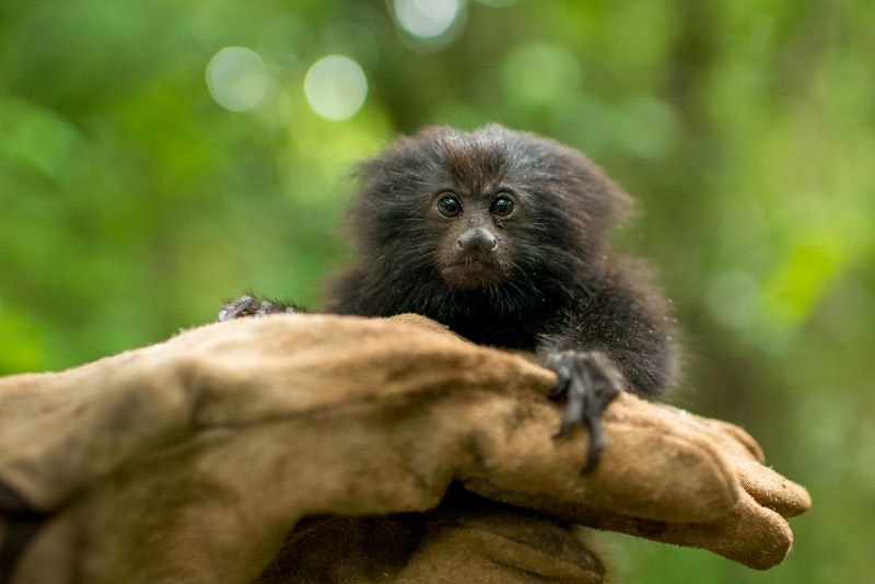 Rezende_BlackLionTamarin_Brazil_HRS_Species_Image-Credit-Katie-Garrett.j