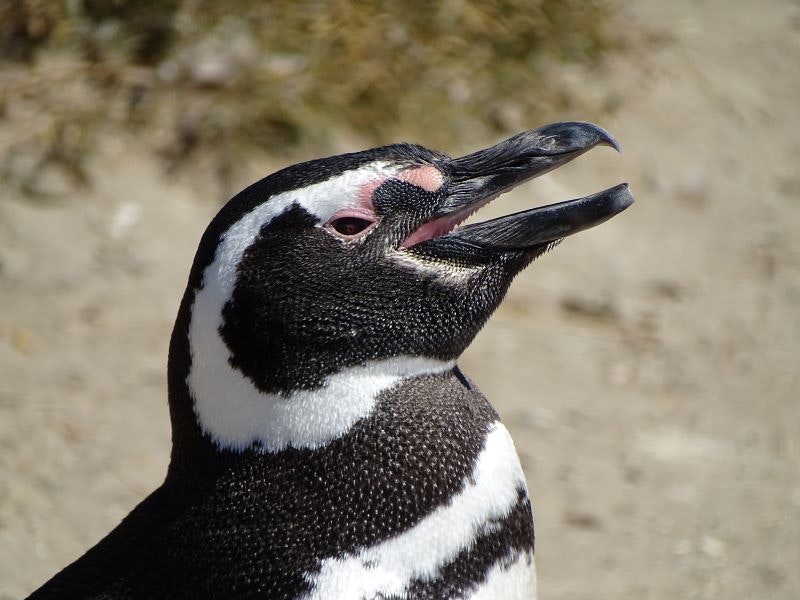 PabloBorboroglu_Argentina - Magellanic Penguin