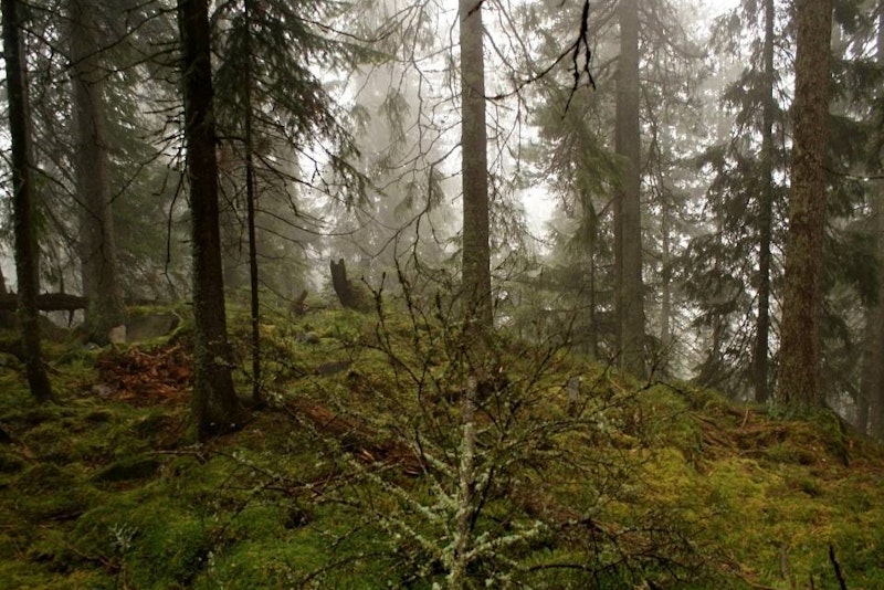Bohdan_Prots_2007_Ukraine_Carpathians_Gorgany_Habitat_Forest_none_02