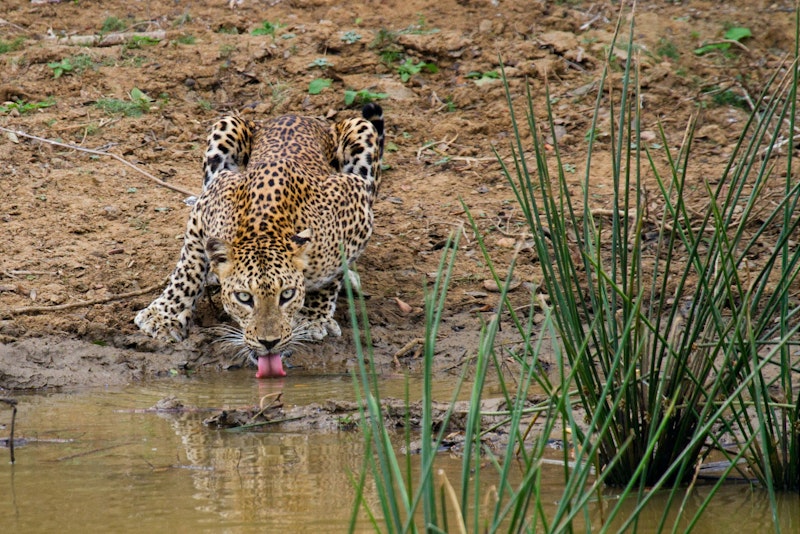 Chandraraj_Leopard_SriLanka_HRS