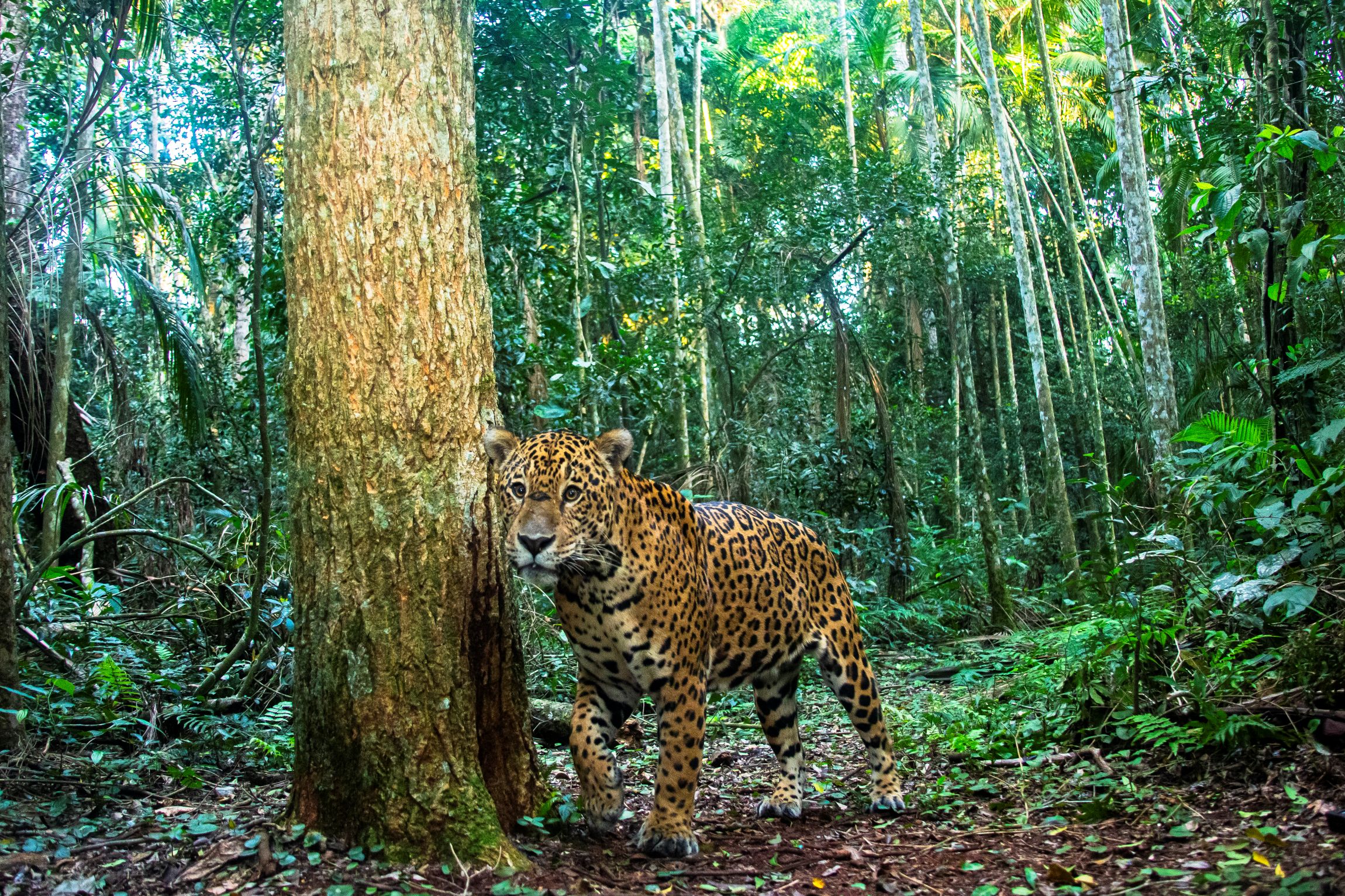 Yara _Barros_2025_Brazil_Species_Jaguars_3