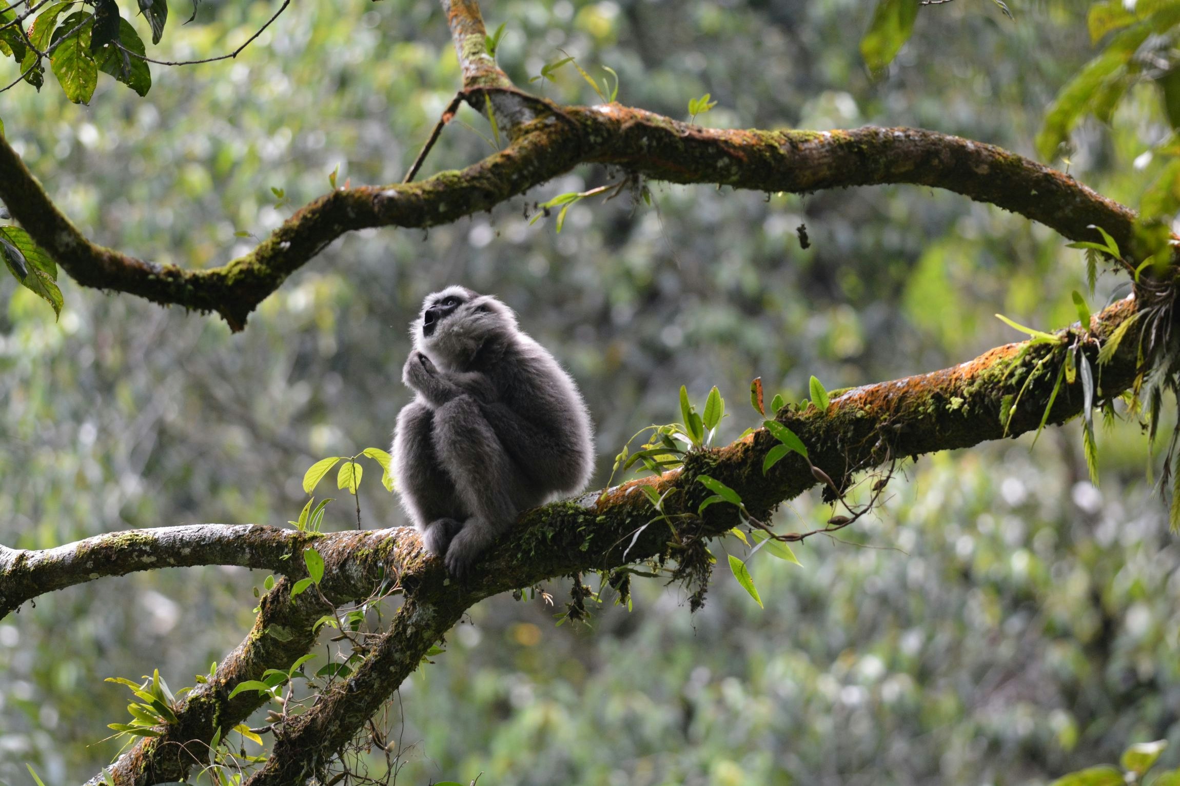 Rahayu _Oktaviani _2025_Indonesia_Species_Javan Gibbon_Learning to make a song