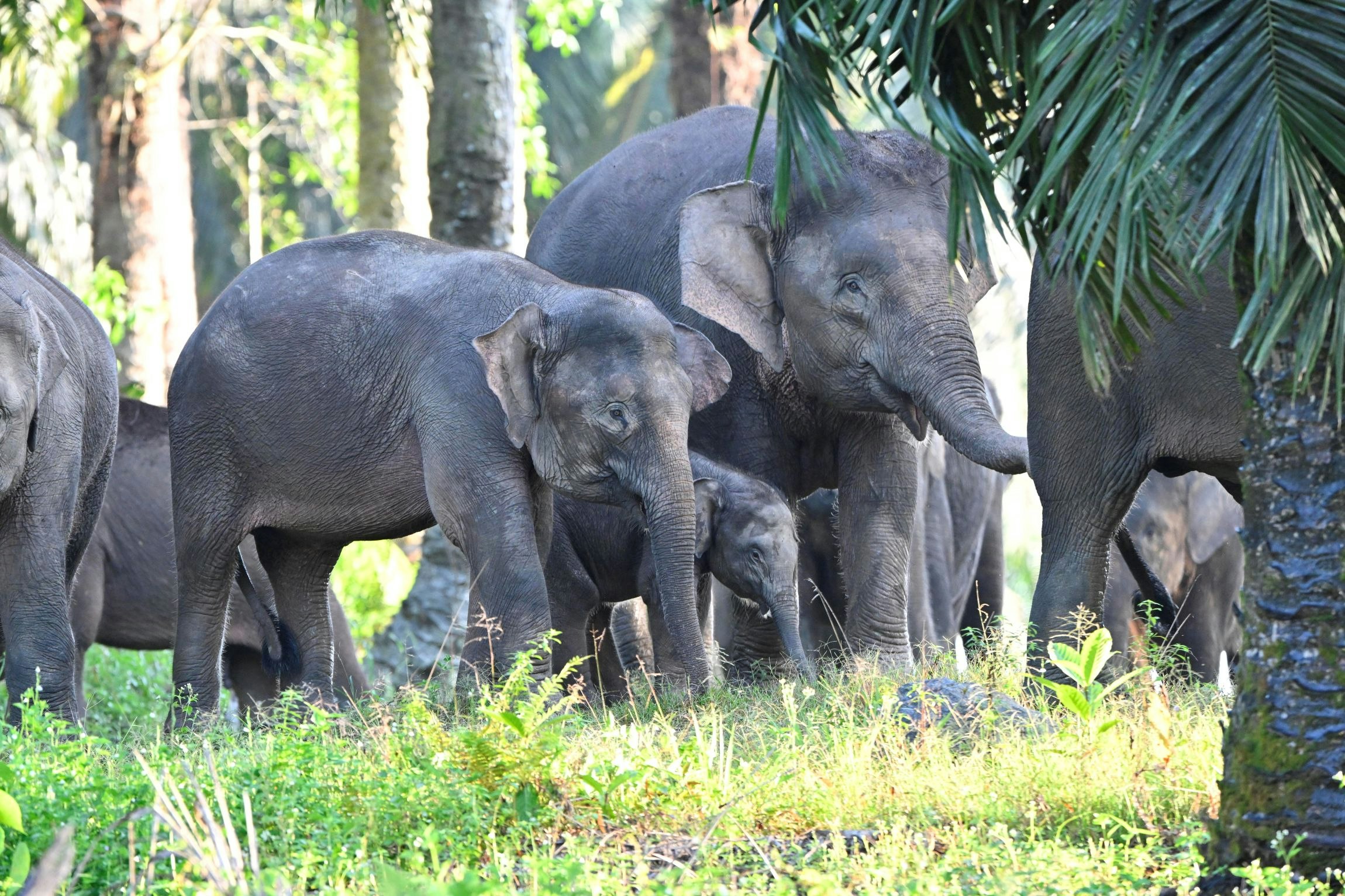 Farina _Othman _2025_Malaysia_Species_2