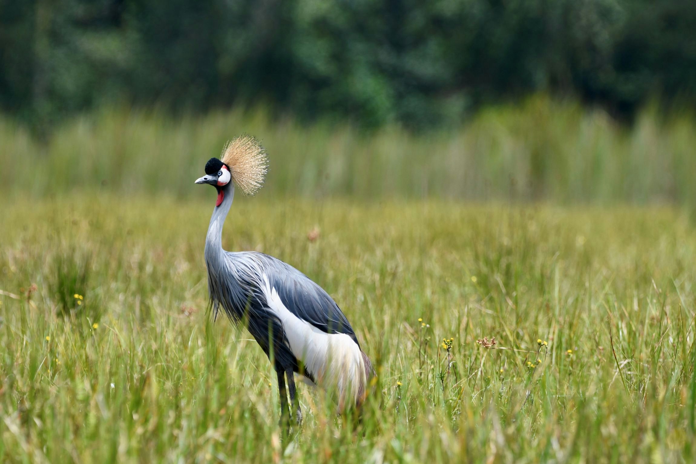 Grey Crowned Crane photo by Lynn Von Gagen @Denver Zoo
