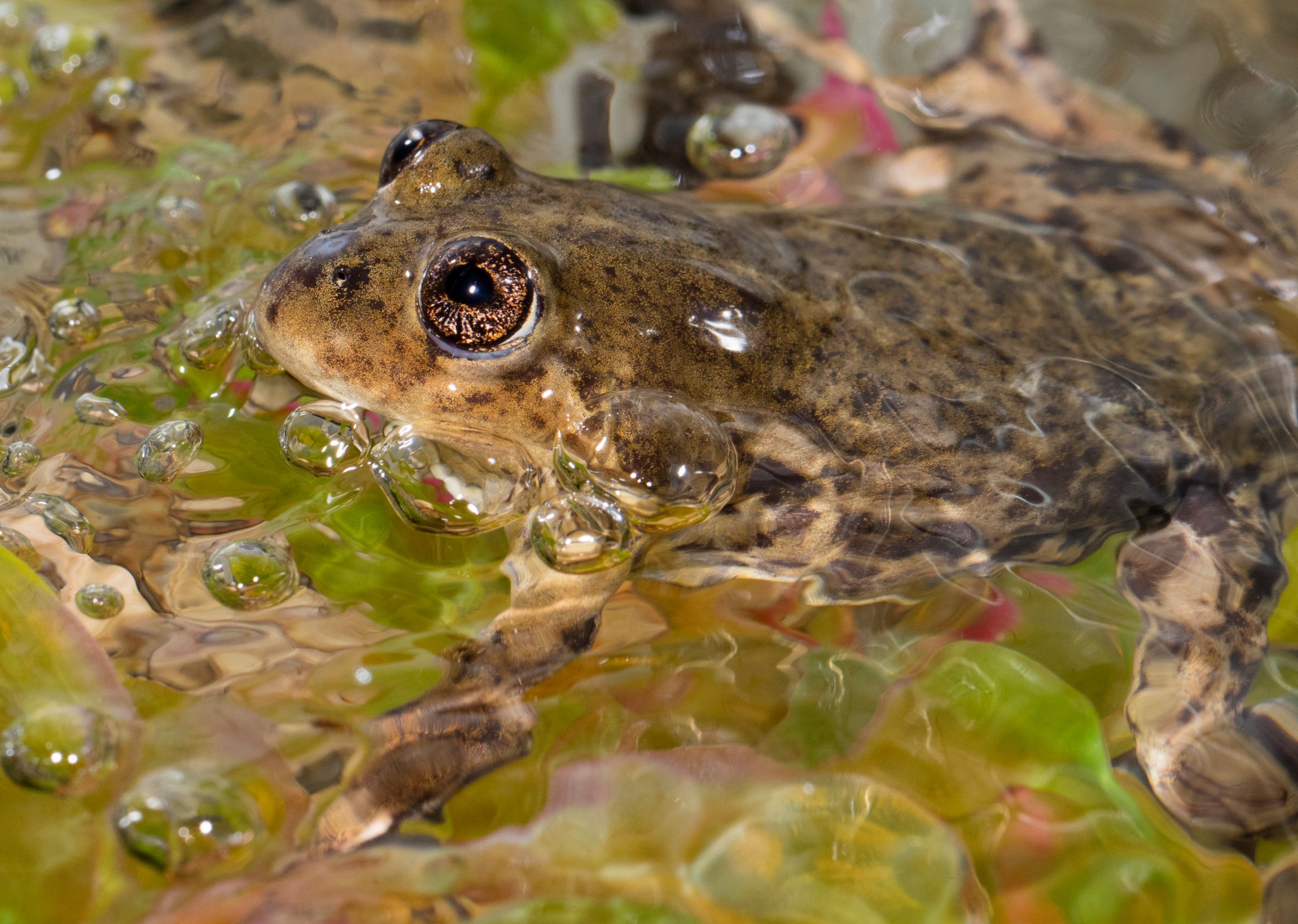Federico _Kacoliris _2025_Argentina_Species_Valcheta Frog_3_CREDIT Hern&aacute;n Povedano