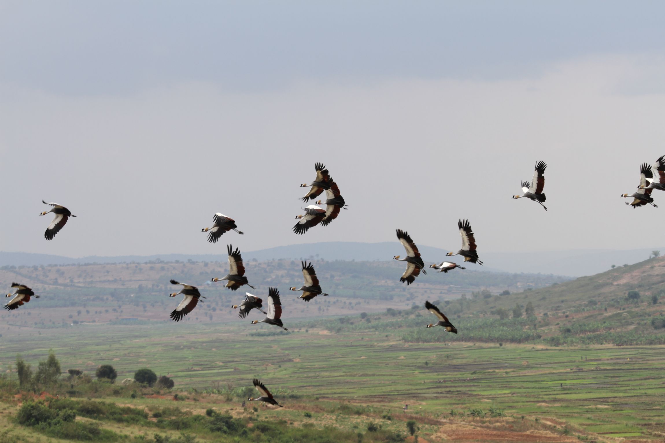 Olivier_Nsengimana_Species_Grey_Crowned_Crane