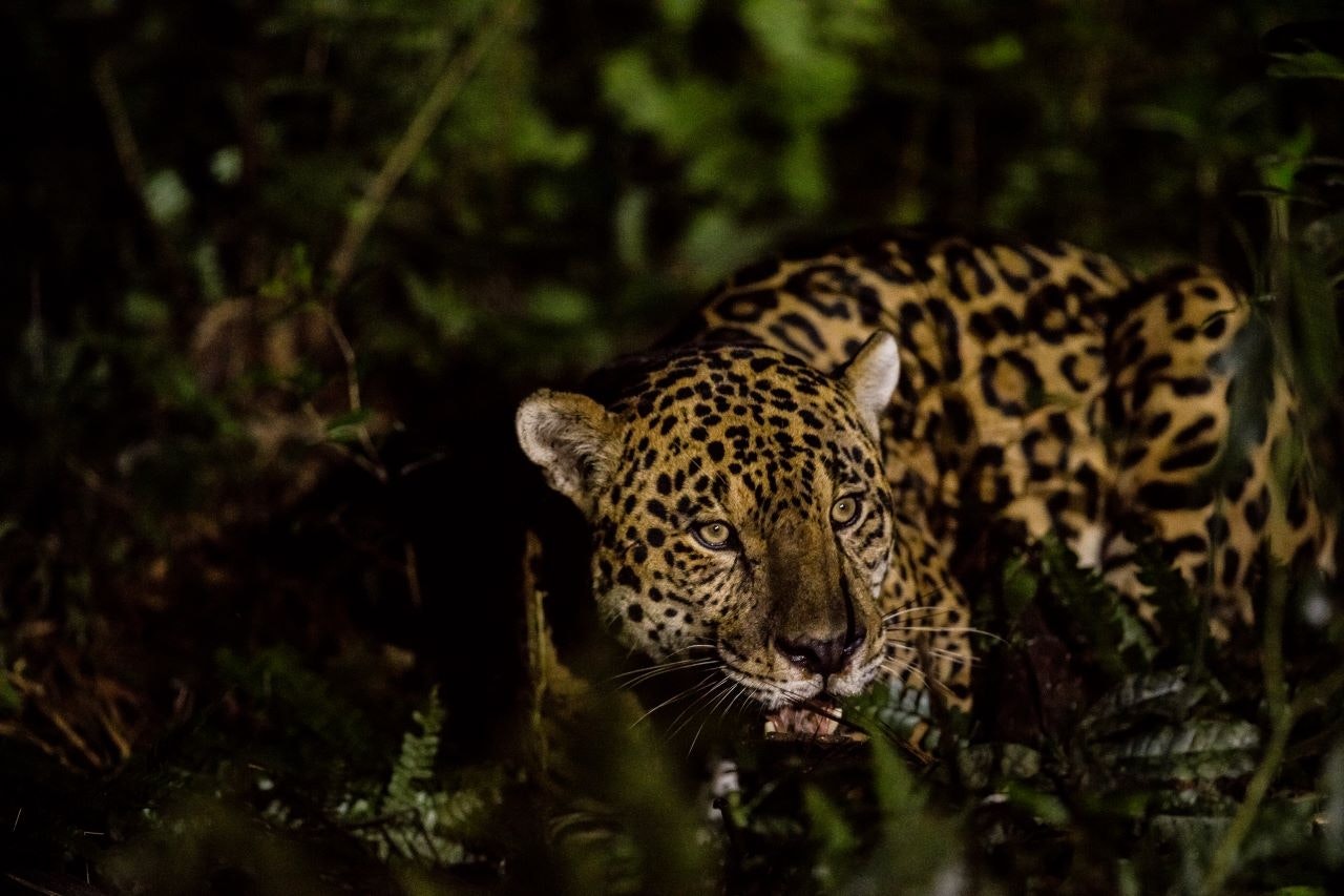 Photograph of a jaguar at night in Brazi