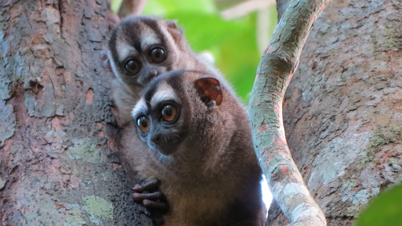 Two night monkeys peer around a tree in Colombia