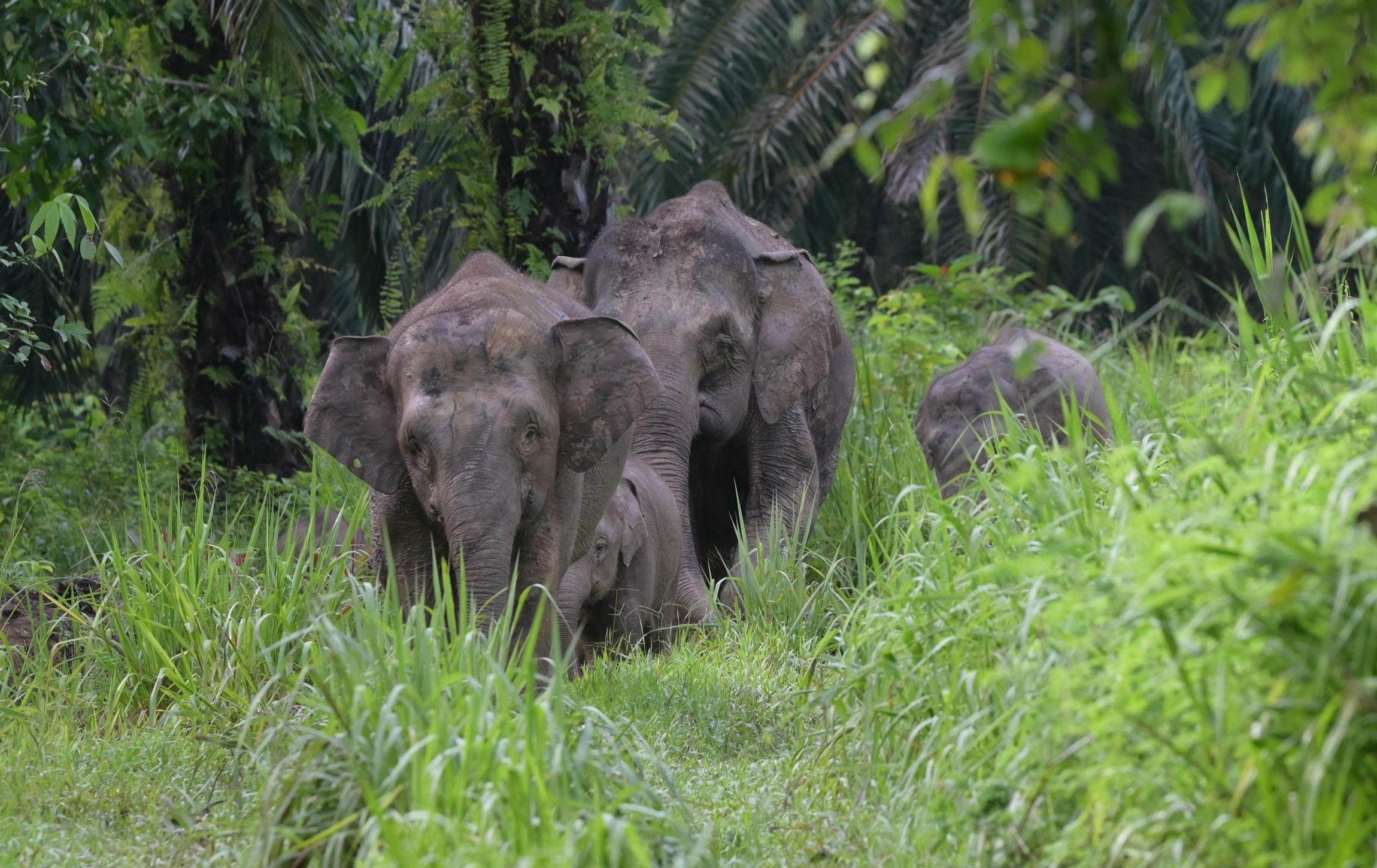 Farina _Othman _2025_Malaysia_Species_CREDIT Cede Prudente