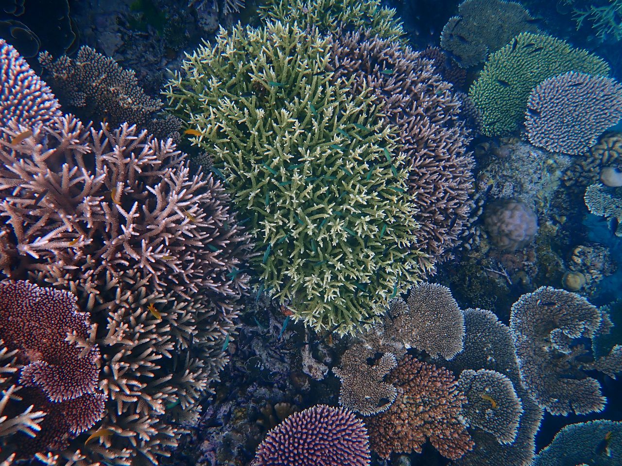Underwater image of healthy coral off the coast of Papua New Guinea