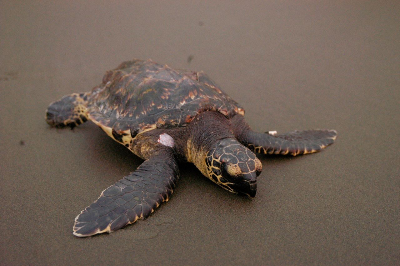Photo of Hawksbill turtle on sand
