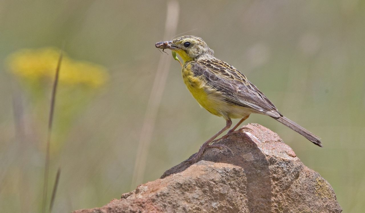 Photo of yellow breasted pipit