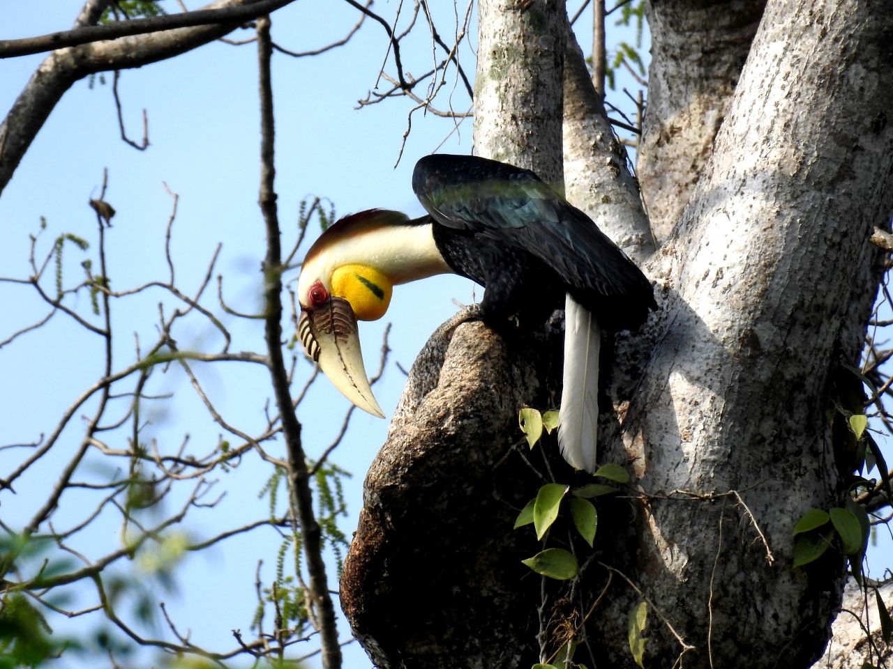 Photo of a Great Hornbill