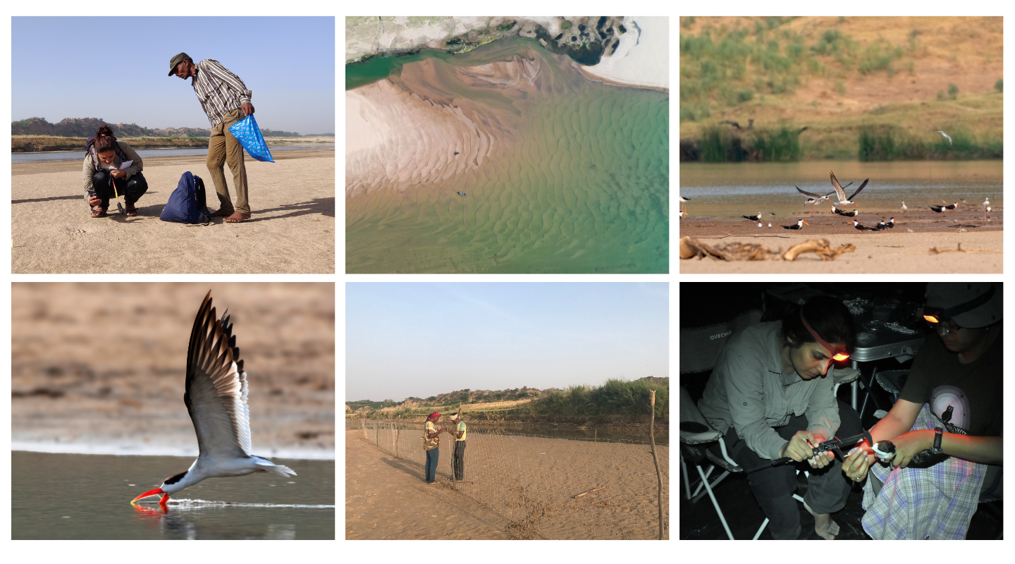From left to right, Parveen and community guardian completing fieldwork, drone shot of riverine, wide shot of Indian Skimmer birds by water, Indian Skimmer flying close to water, Community guardians building fences to protect birds from predators, Parveen measuring Indian Skimmer in field at night.