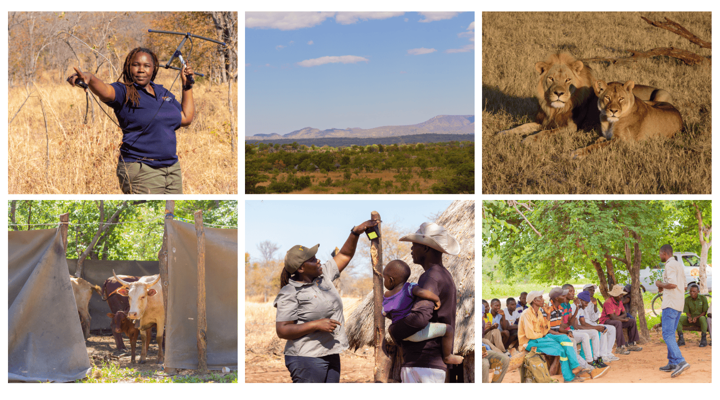 From left to right, Moreangels completing fieldwork, landscape of Zimbabwe, a lion and lioness lying together, cattle in a predator proof enclosure, Moreangels teaching community how to use light deterrent, Team member teaching community.