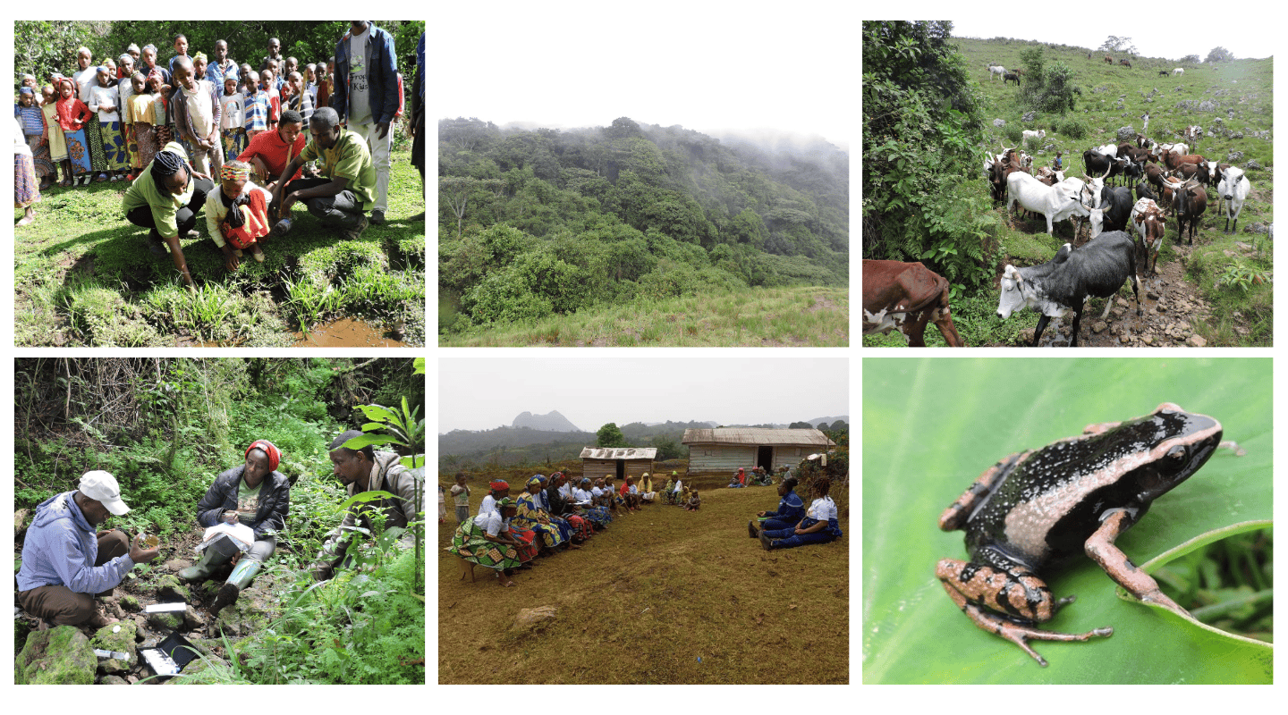 From left to right, Marina and team educating children on native frogs, landscape of Amphibian habitat, Cattle walking downhill, Marina with team fieldwork, Marina educating community, close up of striped frog called the black long-fingered frog.