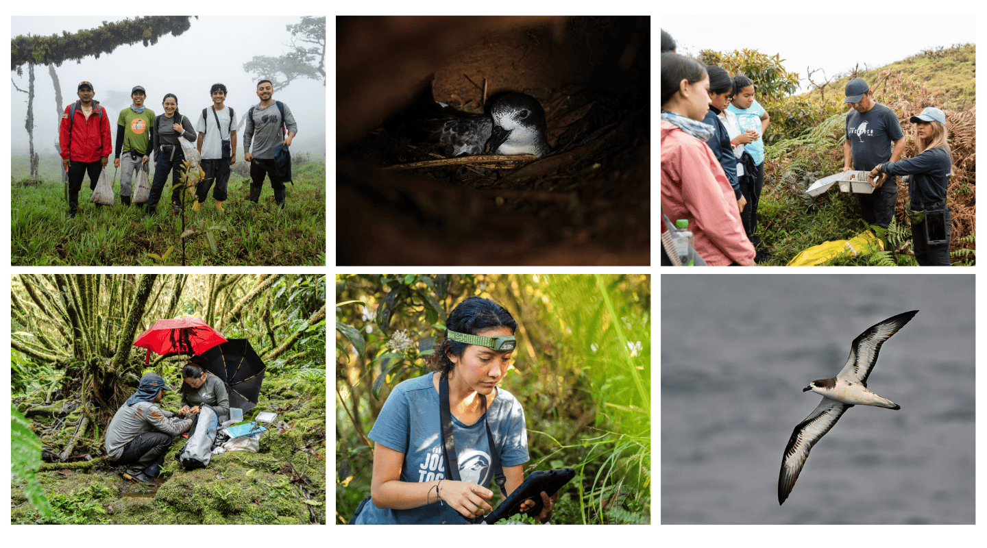 From left to right, Jocotoco team in the field, a galapagos petrel in their nest, Jocotoco giving an educational talk in the field, Jocotoco fieldwork tagging birds, Paola in the field, Galapagos Petrel flying over water.