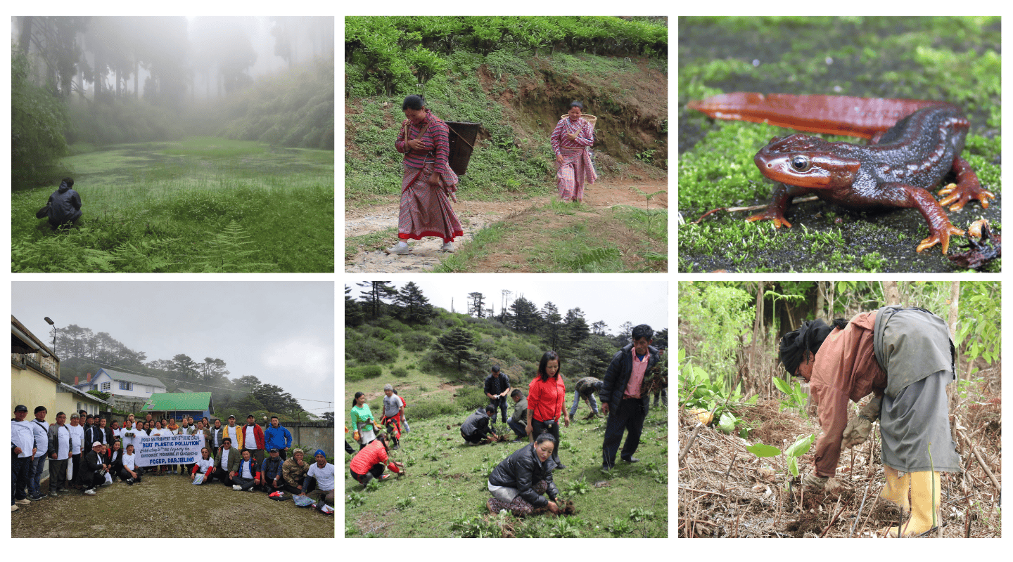 From left to right, wetland habitat for salamanders, two women collecting tea leaves, close up of himalayan salamander, group photo of volunteer team, community planting event, local person managing wetlands.