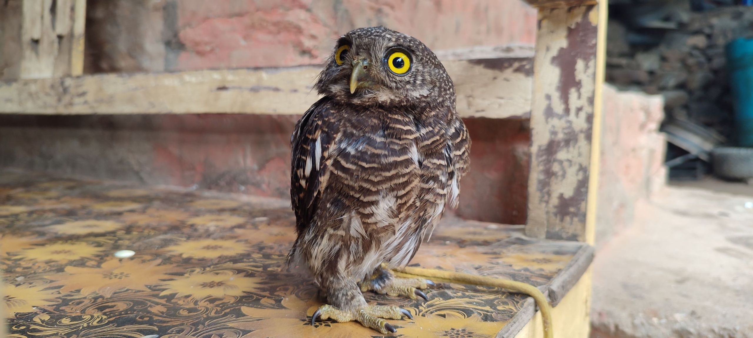 Owl in Nepal